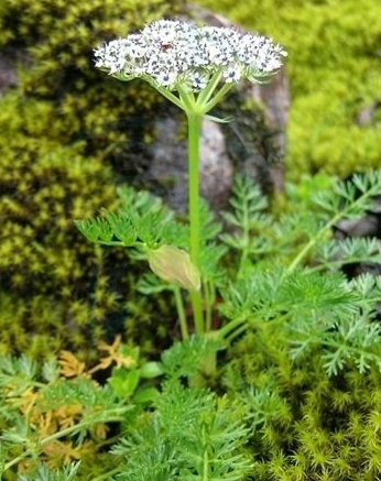 高山絲瓣芹