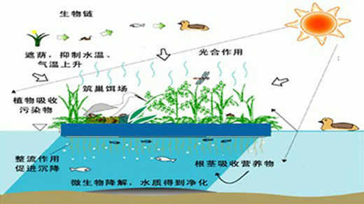 人工生態浮島技術