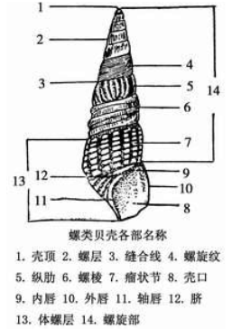 腹足動物