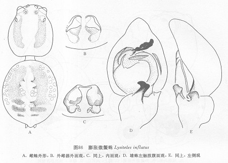 膨脹微蟹蛛