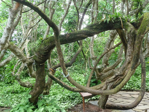 南蛇藤(無患子目衛矛科植物)