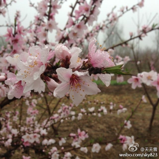 春雷滾滾桃花開