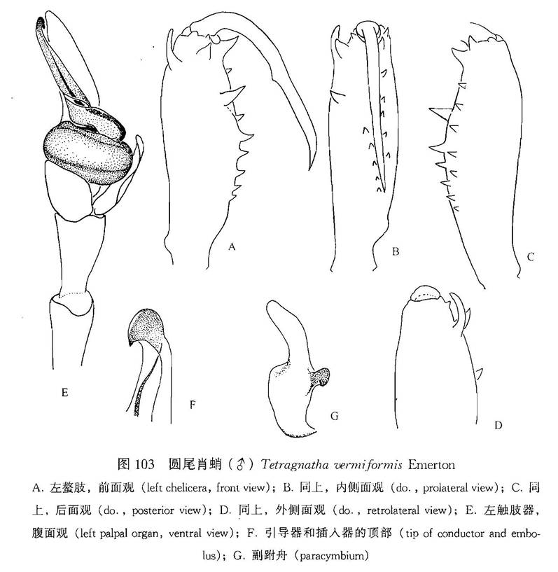 圓尾肖蛸