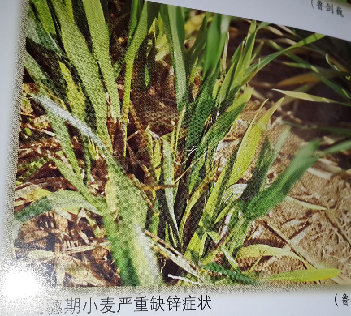 小麥缺鋅的表現症狀