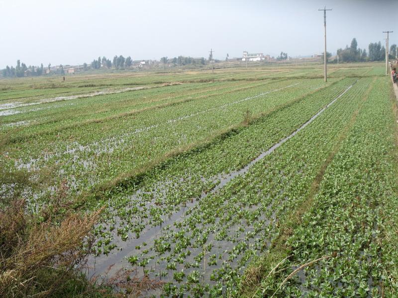 漁進所村