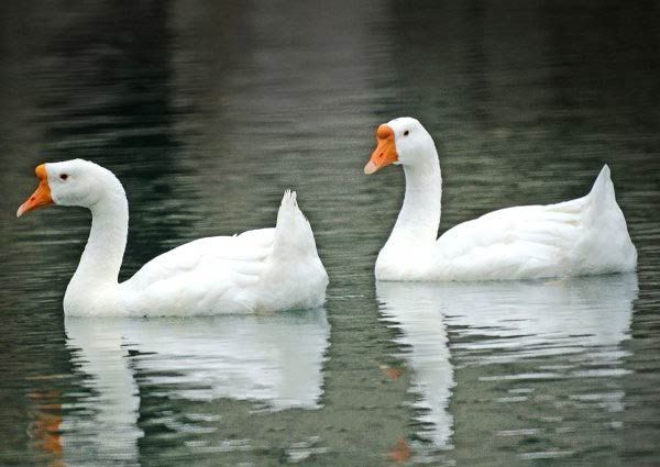 蓮花白鵝(動物)