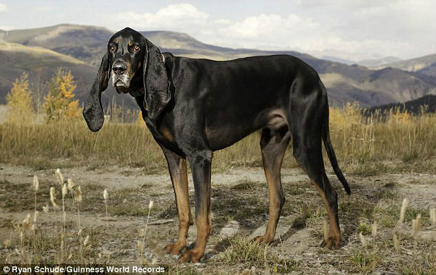 黑褐色浣熊獵犬