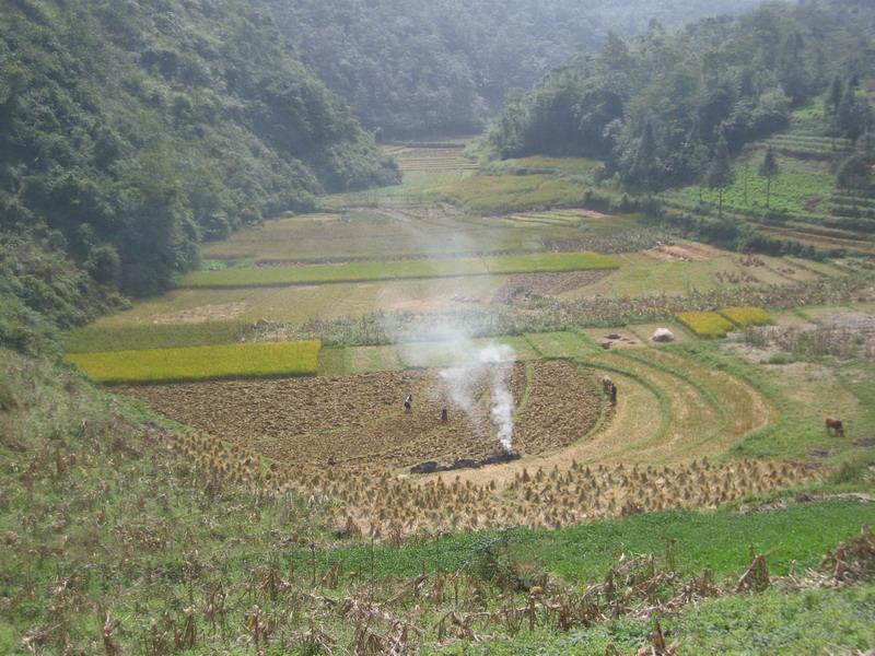 稻田