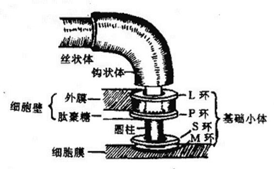 大腸桿菌鞭毛根部結構模式圖