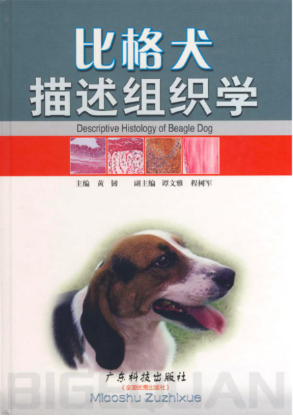 比格犬描述組織學