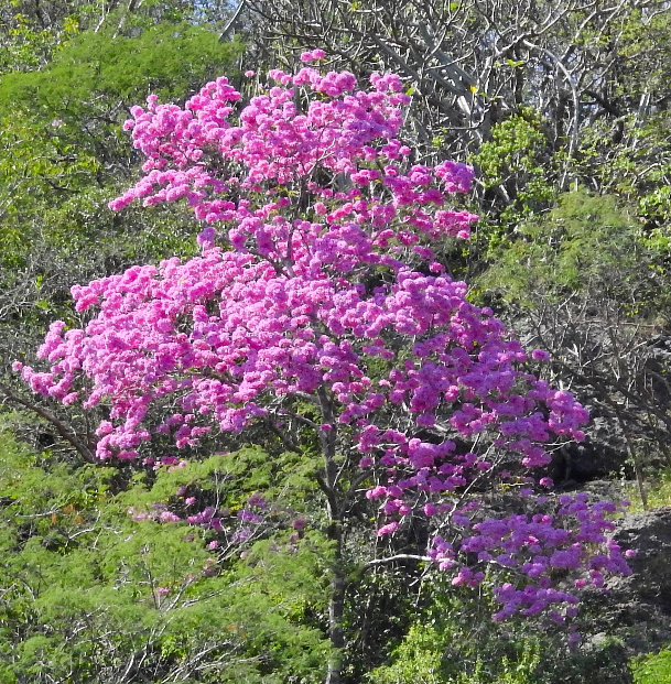 紫花風鈴木(掌葉黃鐘木)