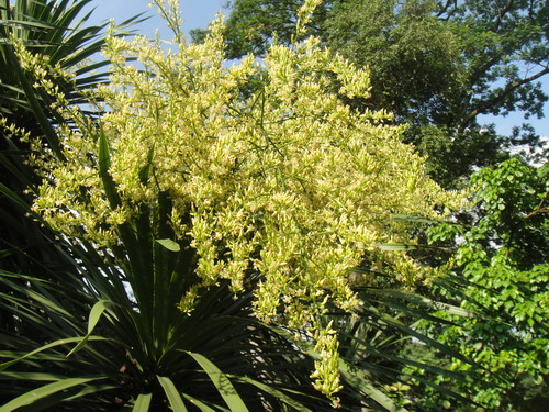 　海南龍血樹（花）