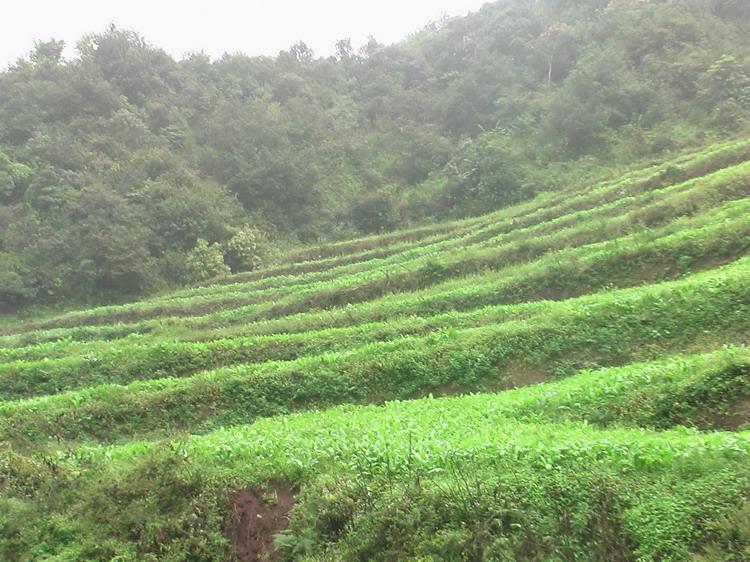 鹽塘村種植田