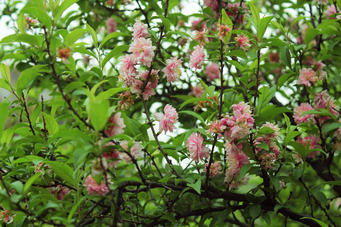 粉花重瓣麥李