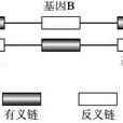 有義鏈