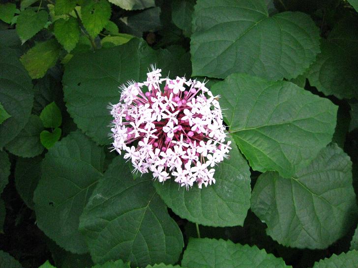 臭牡丹(管狀花目馬鞭草科植物)