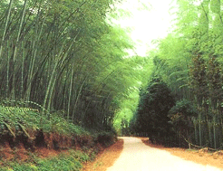 寧夏回族自治區彭陽縣五峰山