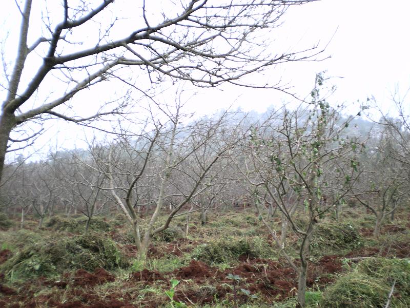 箐門前村(雲南昆明市石林縣西街口鎮下轄村)