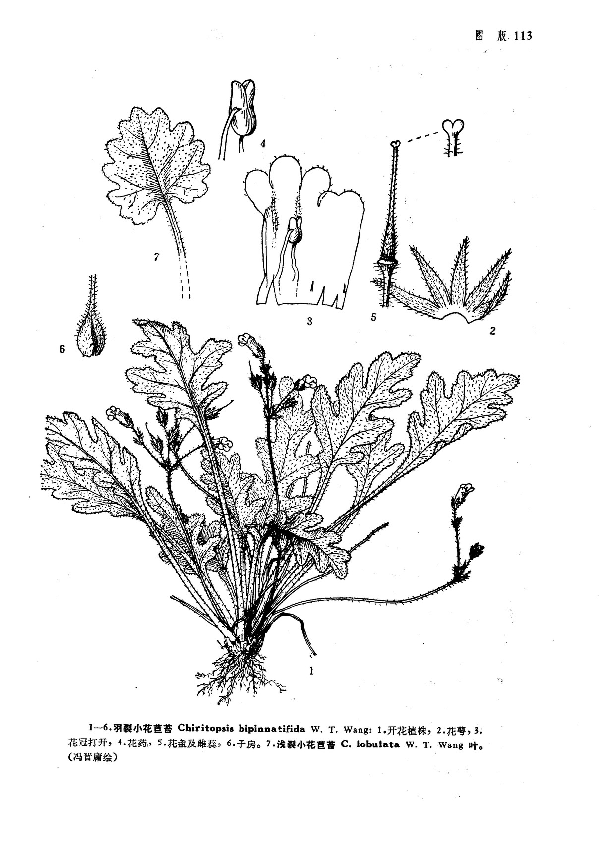 淺裂小花苣苔