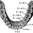 盡頭牙