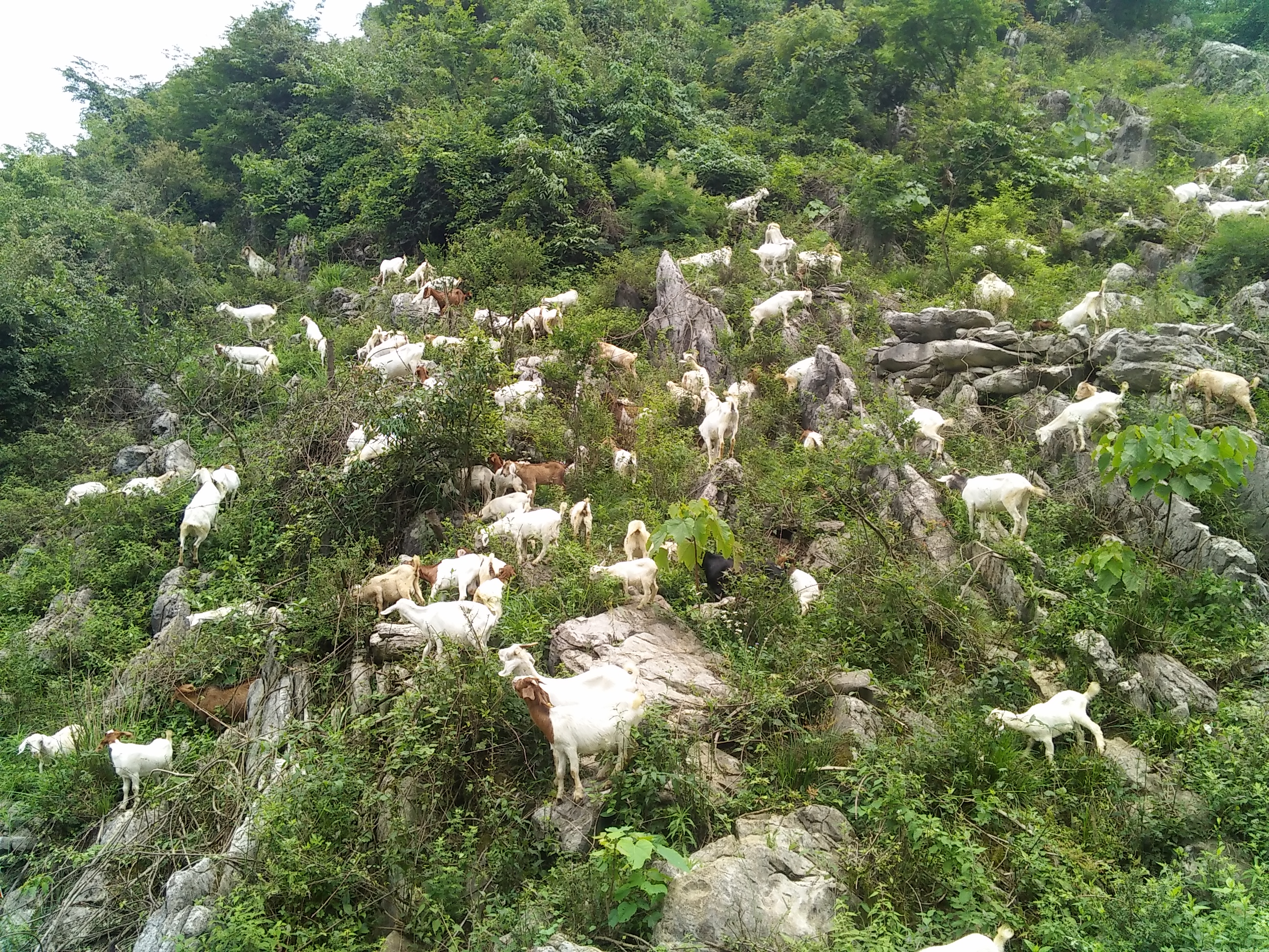 務川白山羊