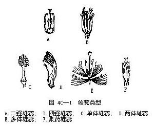 四強雄蕊