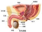 附屬腺體異常性不育症