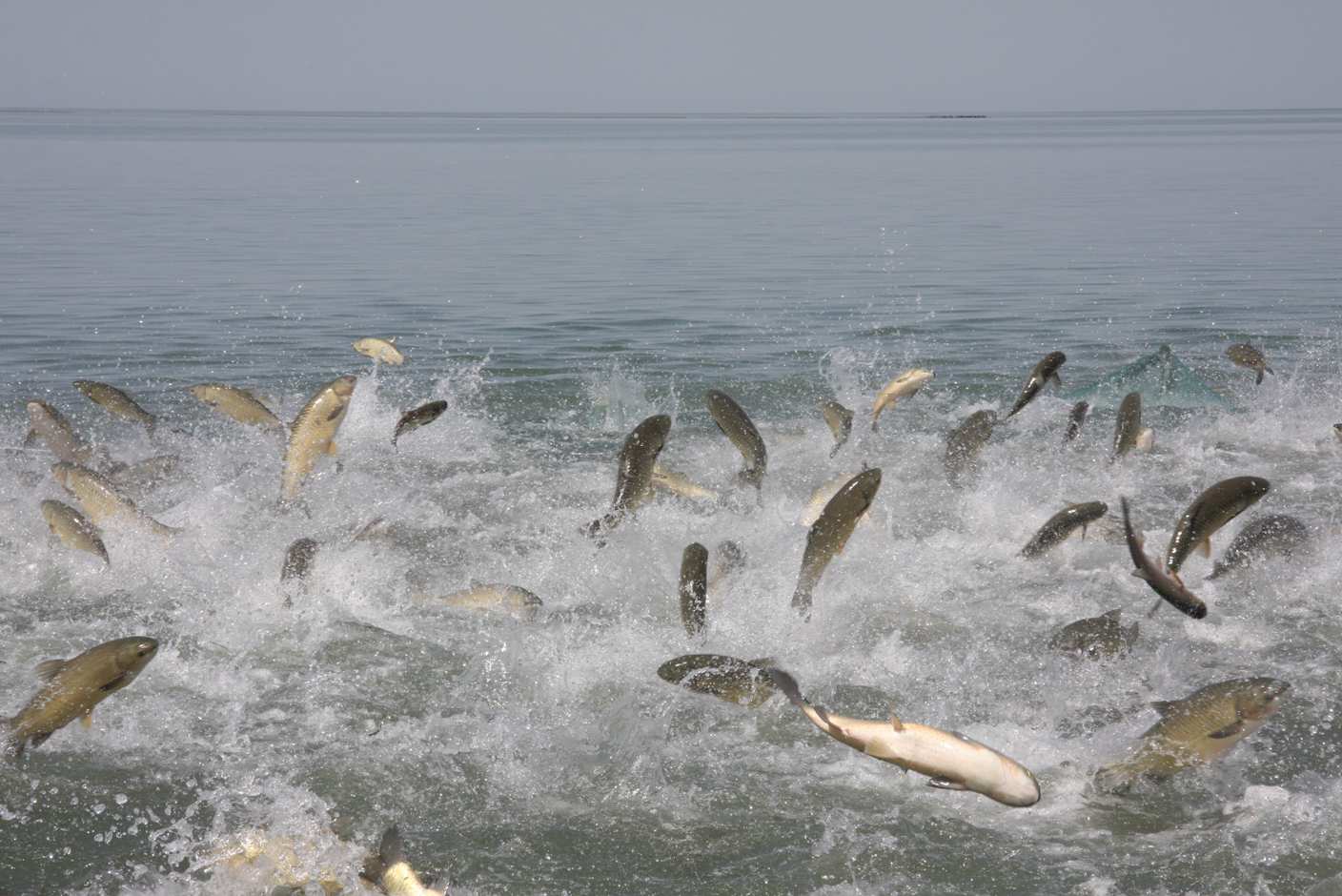 博斯騰湖鯉魚