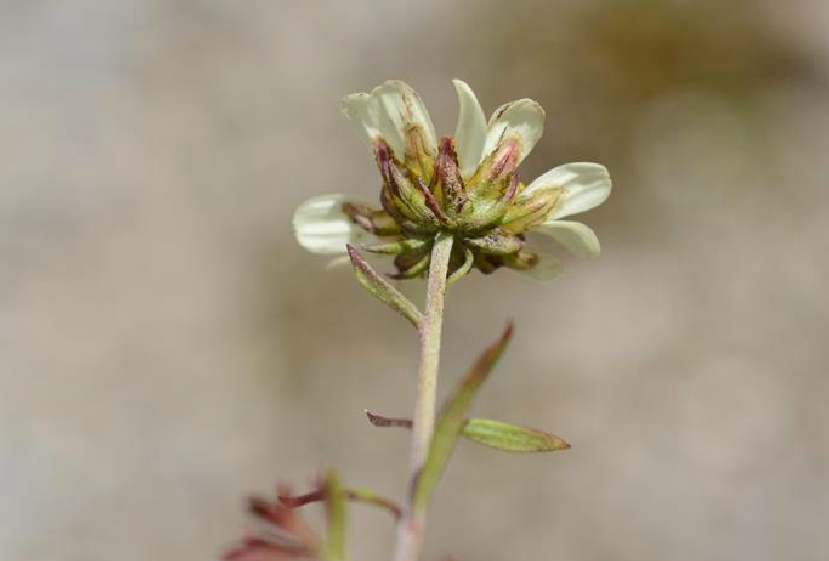 黃花小山菊