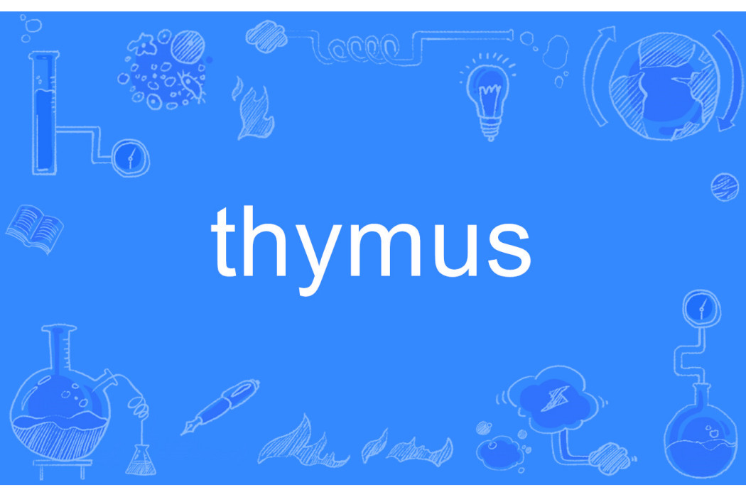 thymus