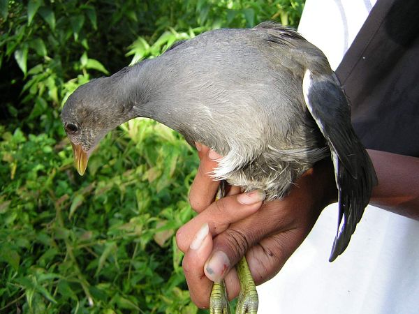 白胸苦惡鳥印尼亞種(圖2)