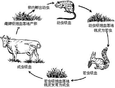 全溝硬蜱