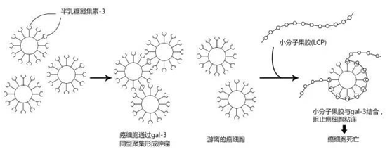 小分子果膠