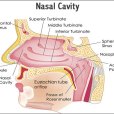 鼻腔結構
