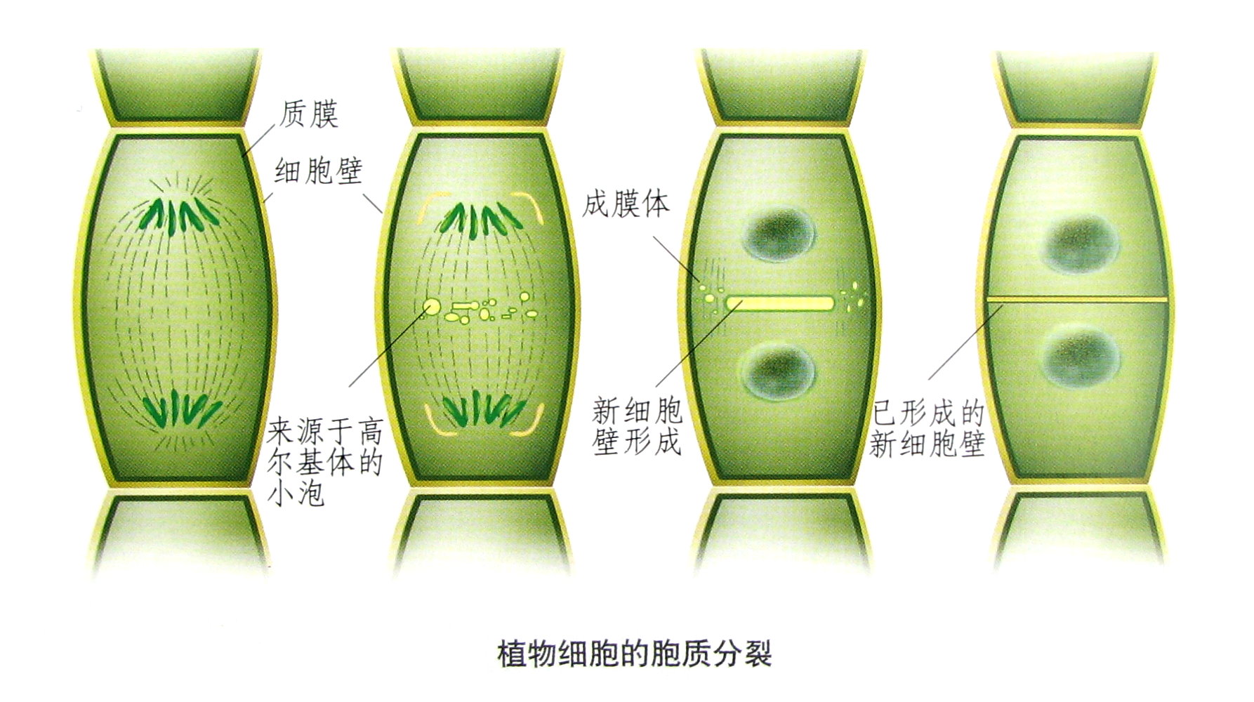 胞質分裂