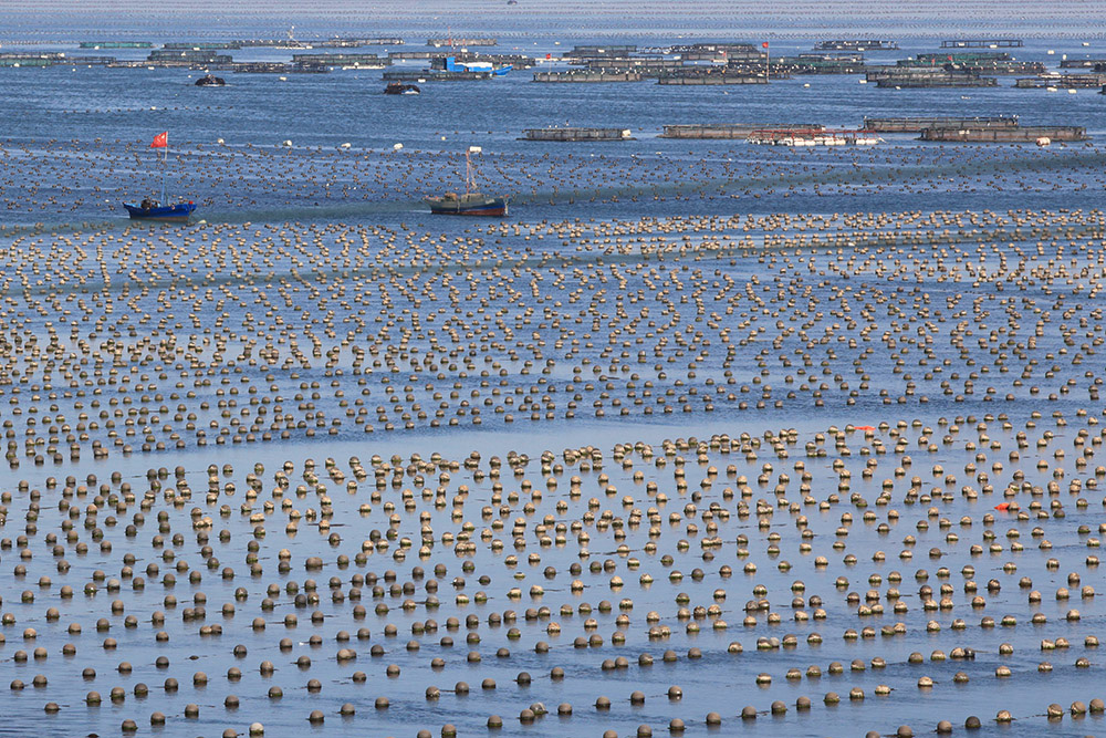 海帶(海帶食品)