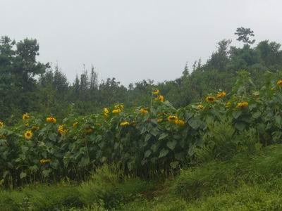 菜花坑村