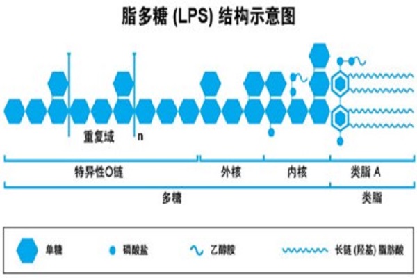 脂多糖