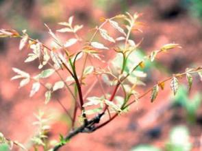 黃練芽