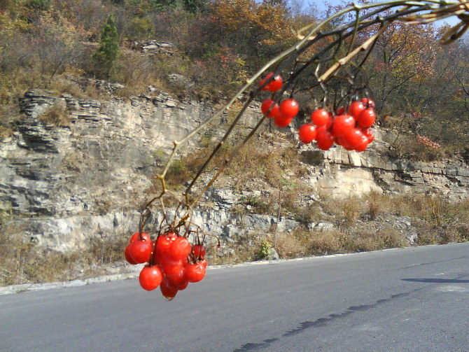 山茱萸