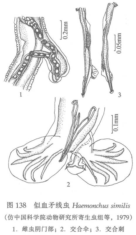 似血矛線蟲