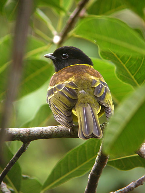 冠食果傘鳥