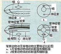 脊索動物門