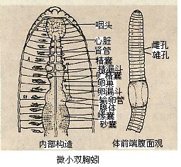 雙胸蚓屬