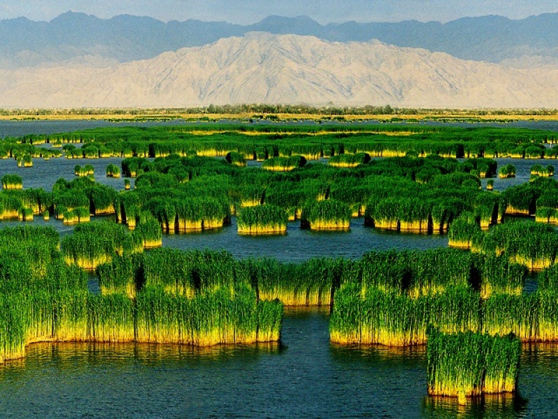 沙湖(仙桃沙湖)