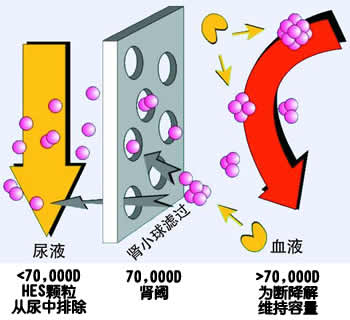 腎小球濾過作用將藥物代謝掉