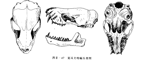 寬耳犬吻蝠