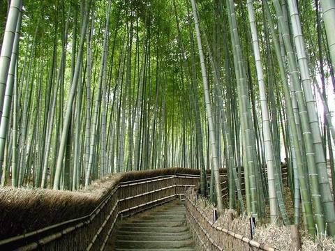 浙江竹鄉國家森林公園