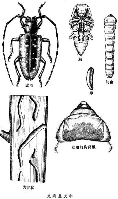 闊葉樹天牛