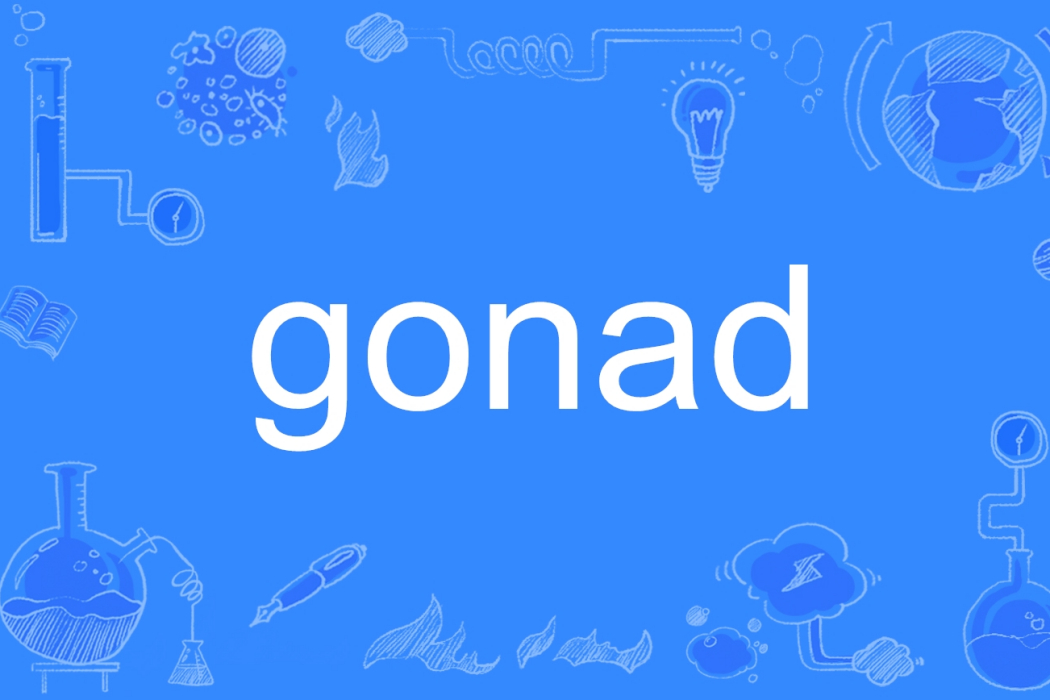 gonad